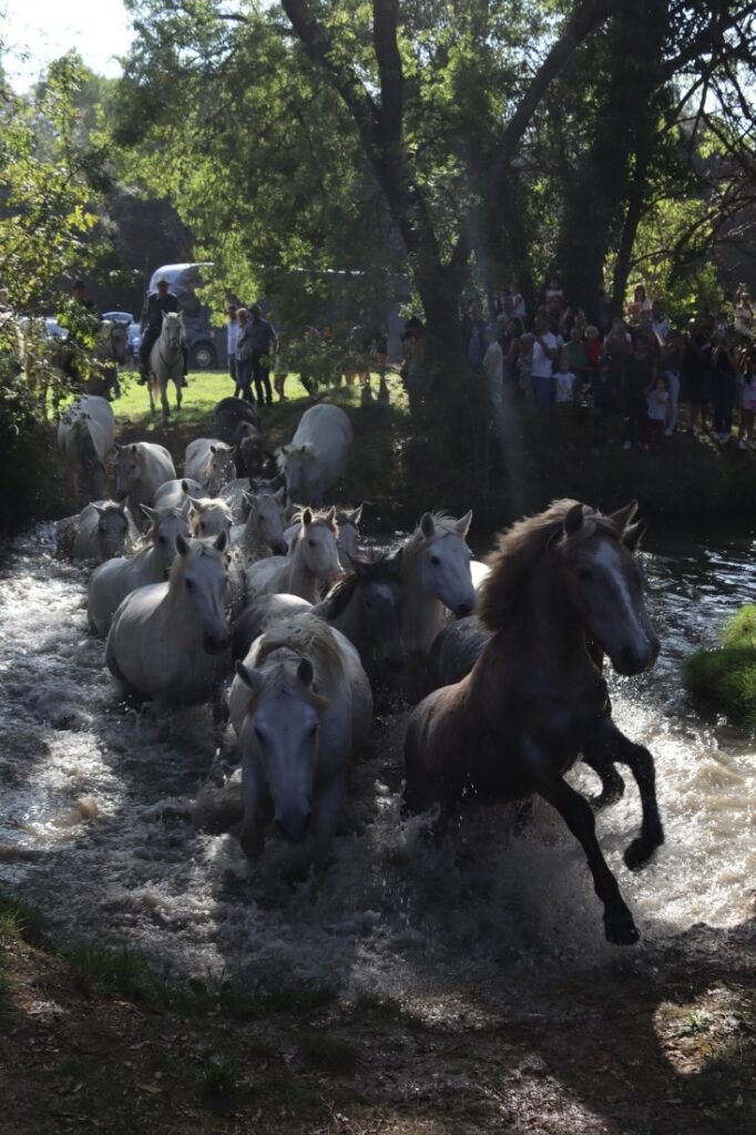 fete-cheval-2023 (2)