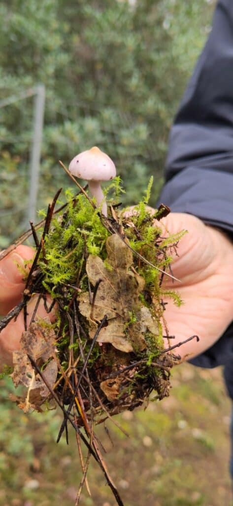champignons-agenda30-2024 (1)