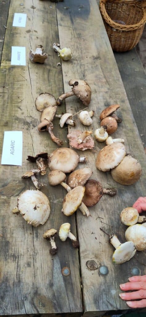 champignons-agenda30-2024 (2)